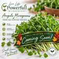 Arugula Microgreens