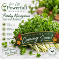 Parsley Microgreens
