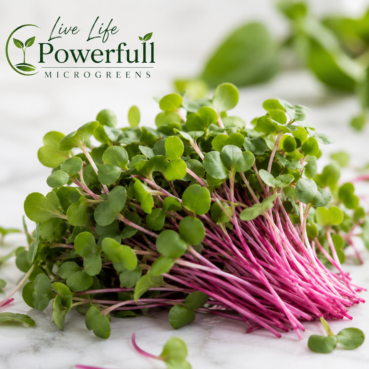 Radish Microgreens
