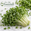 Broccoli Microgreens
