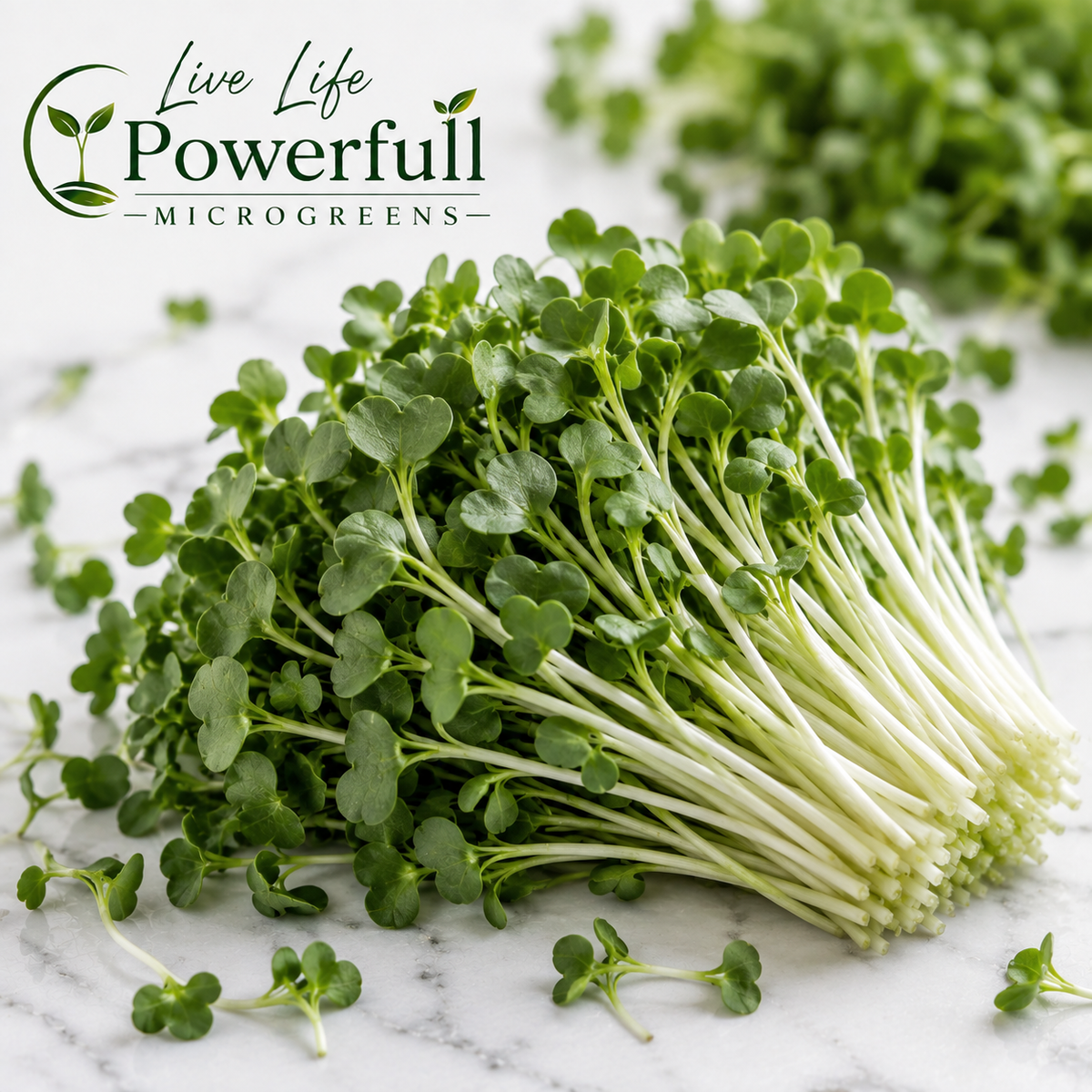 Broccoli Microgreens