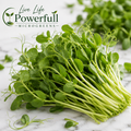 Pea Microgreens