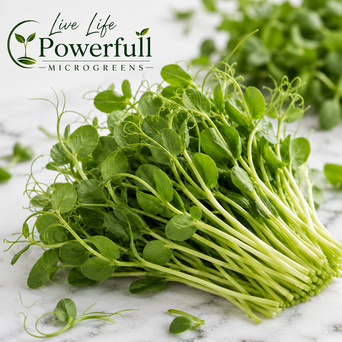 Pea Microgreens