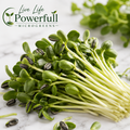 Sunflower Microgreens