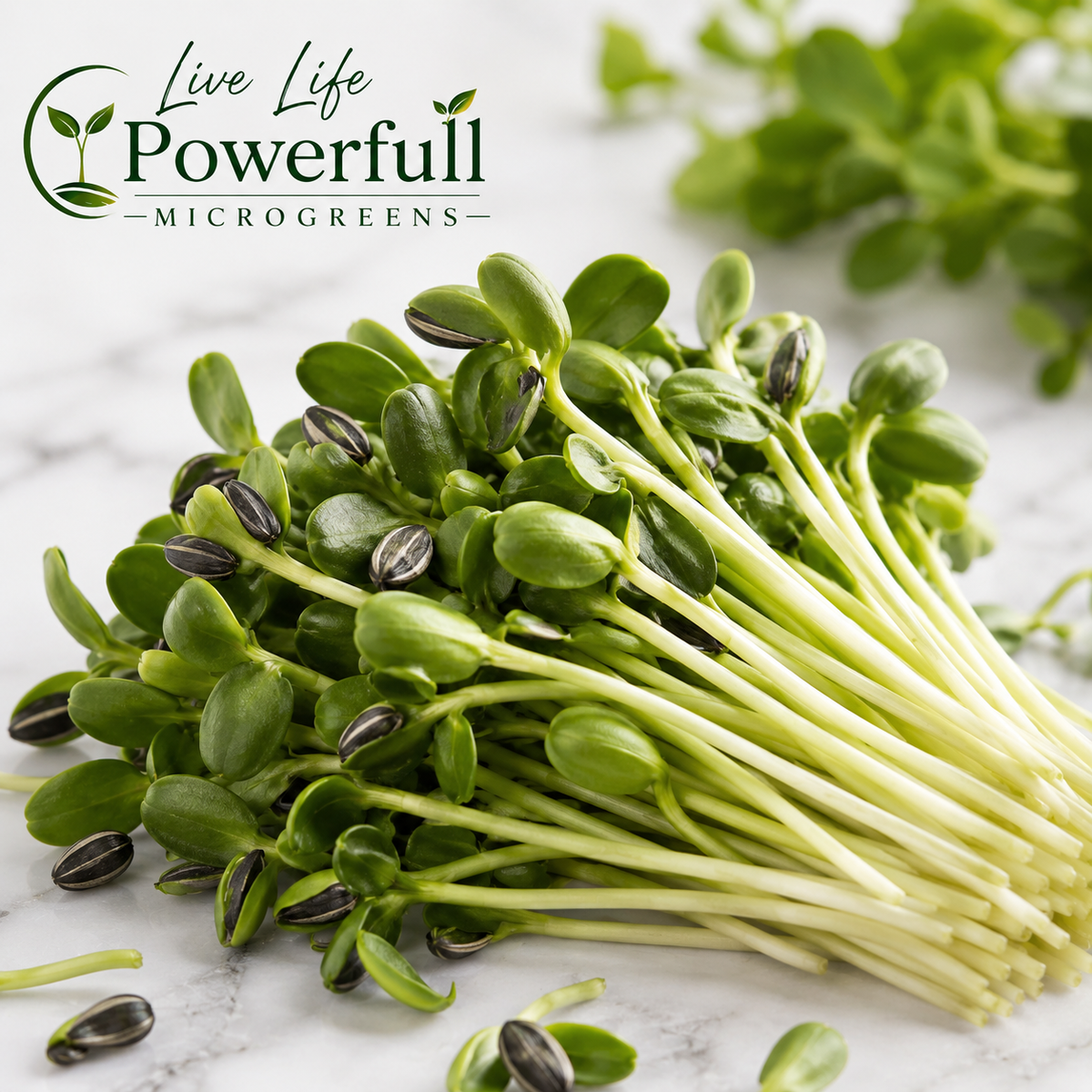 Sunflower Microgreens
